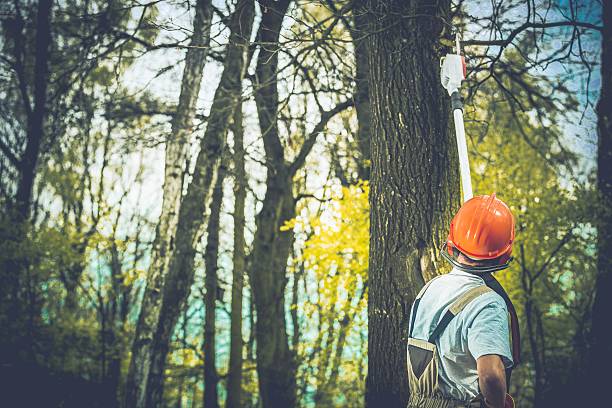 How Our Tree Care Process Works  in  East Petersburg, PA