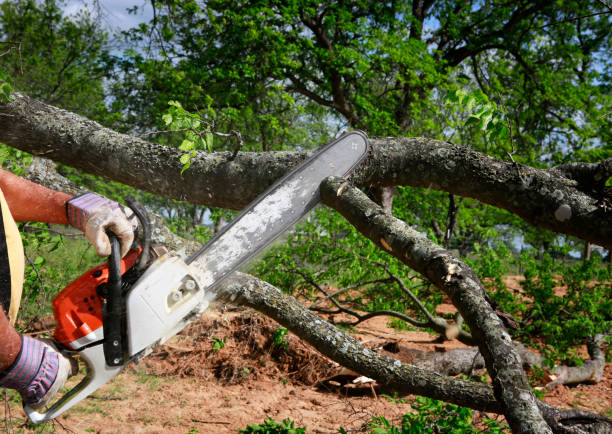  East Petersburg, PA Tree Removal Services Pros